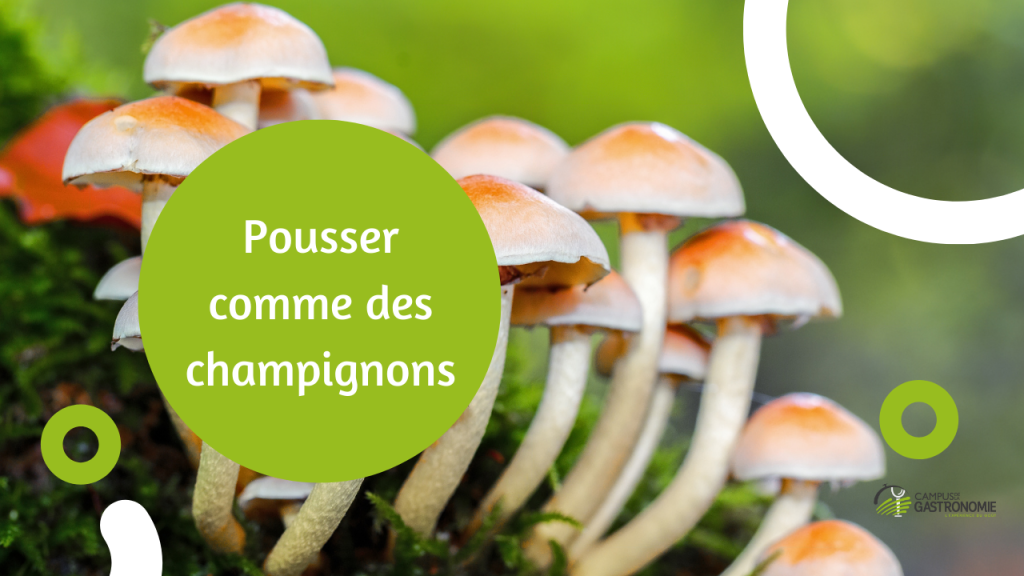 Pousser comme des champignons – la recette des galipettes !